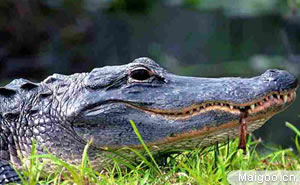 十大最恐怖动物 最致命最恐怖的动物都有哪些