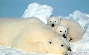 十大最恐怖动物 最致命最恐怖的动物都有哪些