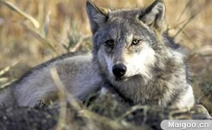 十大最恐怖动物 最致命最恐怖的动物都有哪些