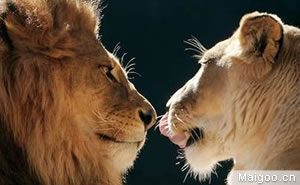 十大最恐怖动物 最致命最恐怖的动物都有哪些