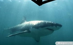 十大最恐怖动物 最致命最恐怖的动物都有哪些