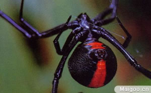 十大最恐怖动物 最致命最恐怖的动物都有哪些