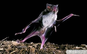 十大最恐怖动物 最致命最恐怖的动物都有哪些