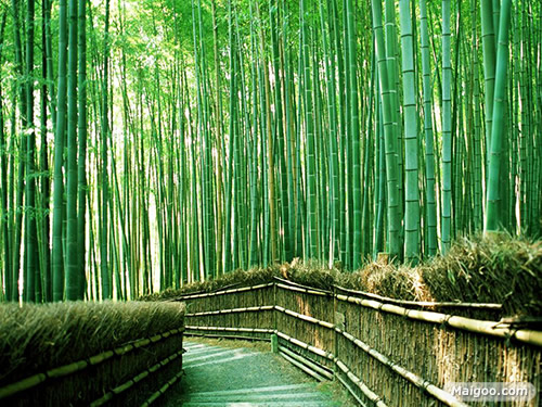 庭院吉祥植物：最适合庭院种植的十大吉祥之物排行榜