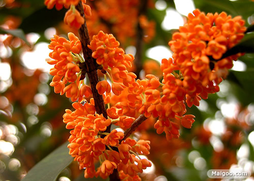 庭院吉祥植物：最适合庭院种植的十大吉祥之物排行榜