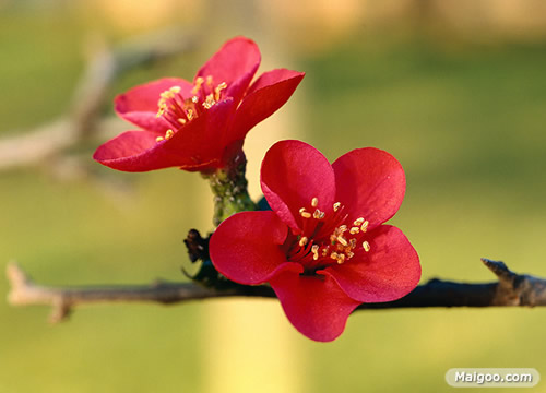 庭院吉祥植物：最适合庭院种植的十大吉祥之物排行榜
