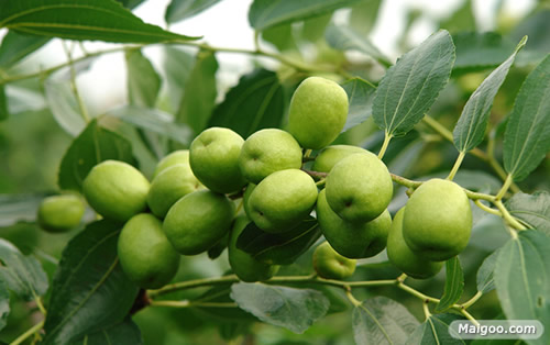 庭院吉祥植物：最适合庭院种植的十大吉祥之物排行榜