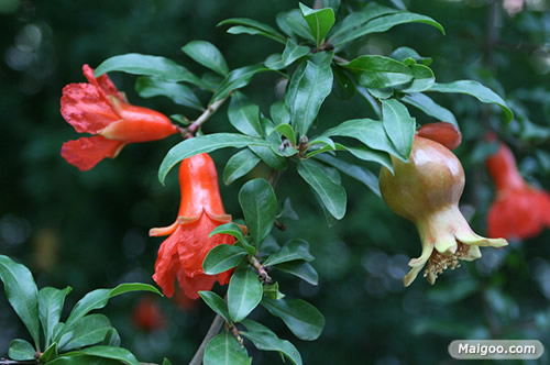 庭院吉祥植物：最适合庭院种植的十大吉祥之物排行榜