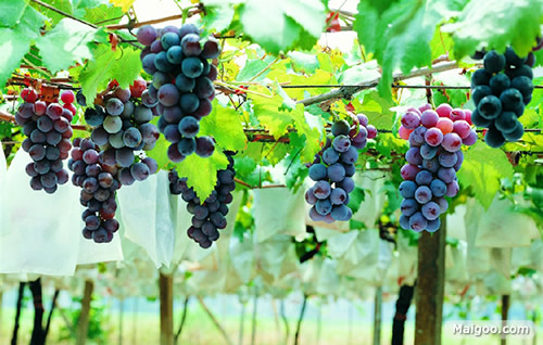 庭院吉祥植物：最适合庭院种植的十大吉祥之物排行榜