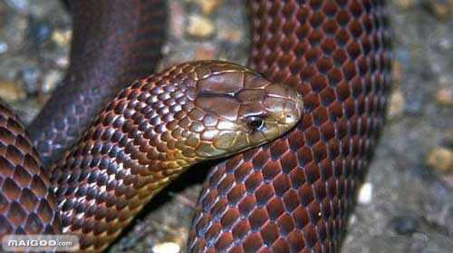 修公路现百岁蟒蛇:盘点全球十大最恐怖毒蛇(图)