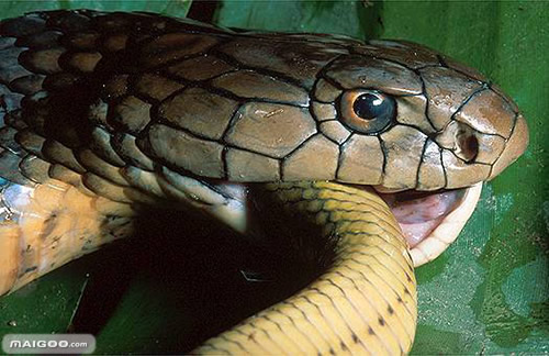 修公路现百岁蟒蛇:盘点全球十大最恐怖毒蛇(图)