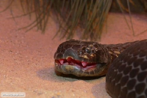 修公路现百岁蟒蛇:盘点全球十大最恐怖毒蛇(图)