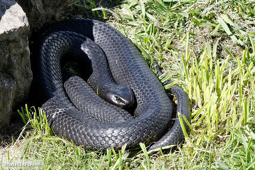 修公路现百岁蟒蛇:盘点全球十大最恐怖毒蛇(图)