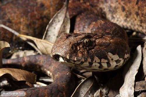 修公路现百岁蟒蛇:盘点全球十大最恐怖毒蛇(图)