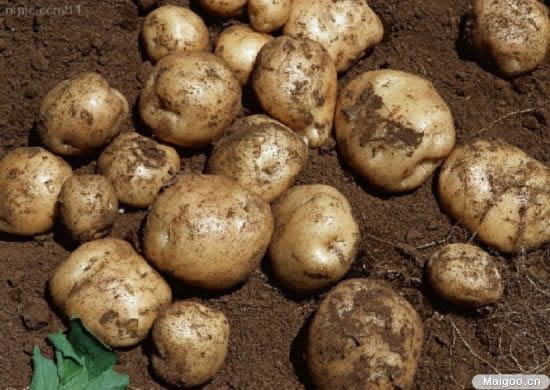 最补养人体正气的食物有哪些：中医推荐十大补气食物