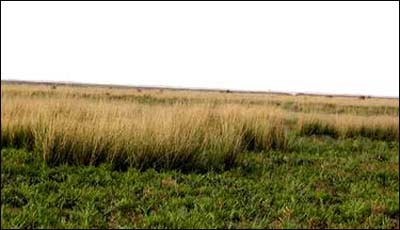 世界十大最美草原之最排名:让你眼前一亮(图) 世界十大最美草原之最排名:让你眼前一亮(图)