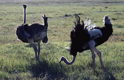 世界上最奇特的10种奇葩职业：你知道几个？