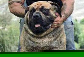 【动物之最】盘点8个动物之最：900公斤的猪破纪录