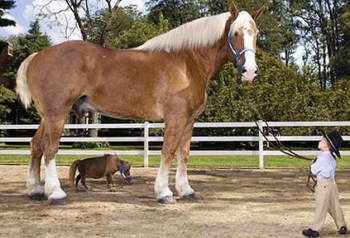 【动物之最】盘点8个动物之最：900公斤的猪破纪录