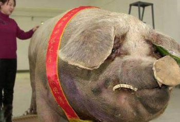 【动物之最】盘点8个动物之最：900公斤的猪破纪录