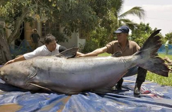 【动物之最】盘点8个动物之最：900公斤的猪破纪录