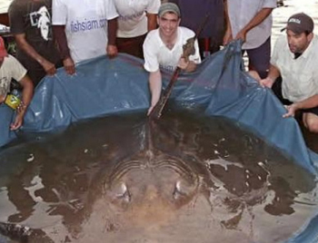 【动物之最】盘点8个动物之最：900公斤的猪破纪录