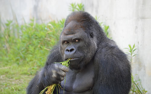 世界之最的动物：盘点动物圈的十大世界之最