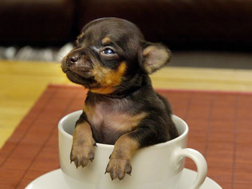 世界之最的动物：盘点动物圈的十大世界之最