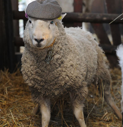 世界之最的动物：盘点动物圈的十大世界之最