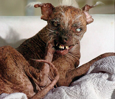 世界之最的动物：盘点动物圈的十大世界之最