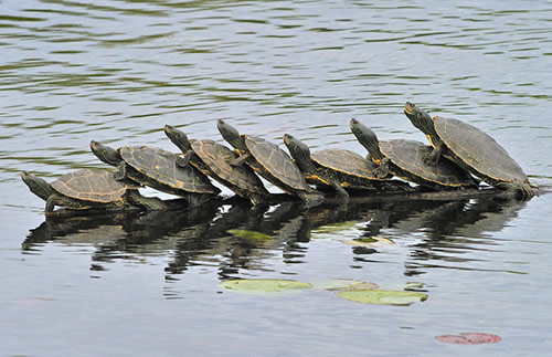 世界之最的动物：盘点动物圈的十大世界之最