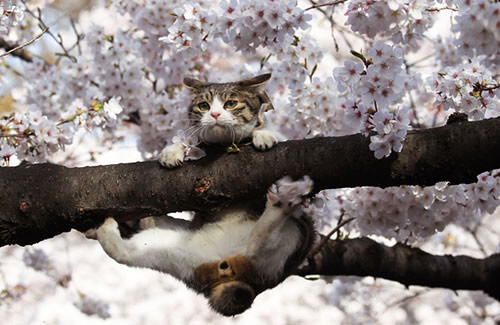 世界之最的动物：盘点动物圈的十大世界之最