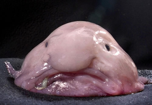 世界之最的动物：盘点动物圈的十大世界之最