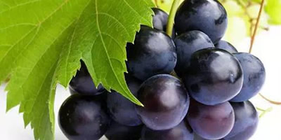 什么水果营养价值最高：十大营养价值最高的水果排名