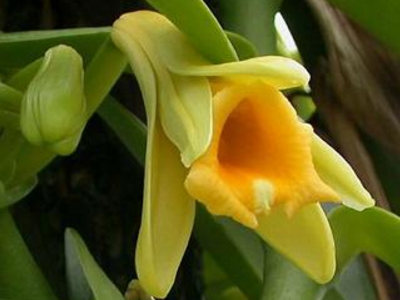 全球最稀少珍贵的十大食材 第二贵的中国人却用来喂猪