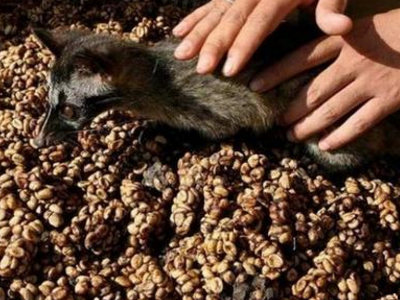 全球最稀少珍贵的十大食材 第二贵的中国人却用来喂猪