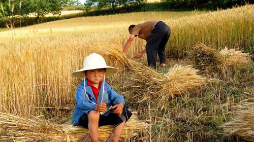 小满节气的习俗有哪些：小满节气10大习俗你知道几个