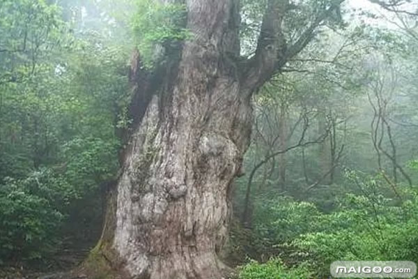 盘点世界上的十大古树:迄今为止最古老的树(图)