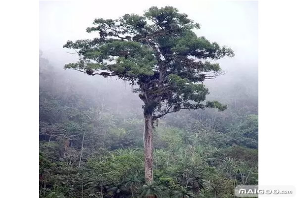 盘点世界上的十大古树：迄今为止最古老的树（图）