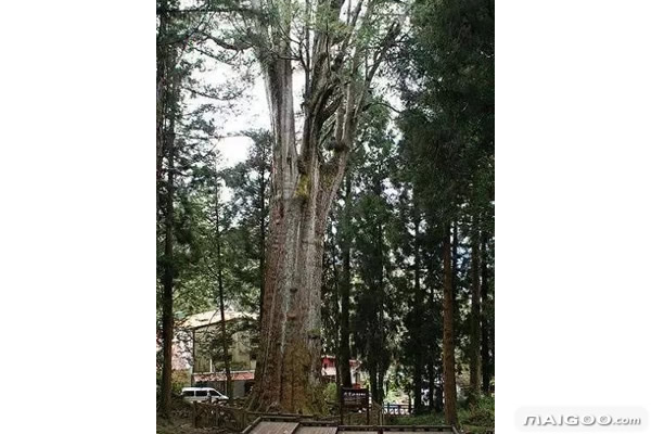 盘点世界上的十大古树：迄今为止最古老的树（图）