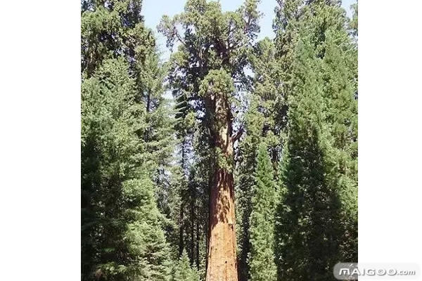 盘点世界上的十大古树：迄今为止最古老的树（图）