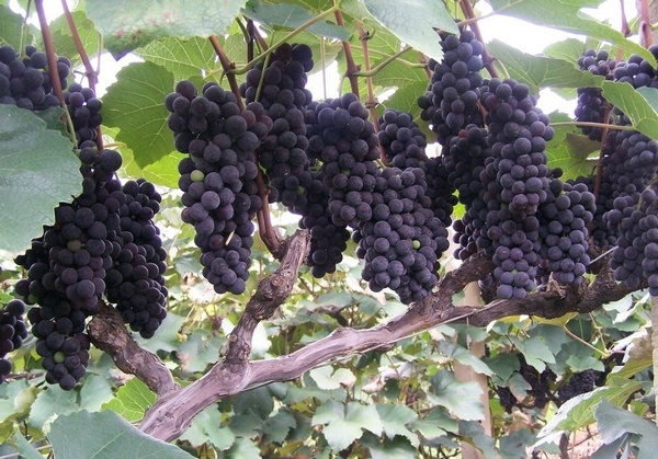 十大美肤水果成效：媲美护肤品的十大水果盘点