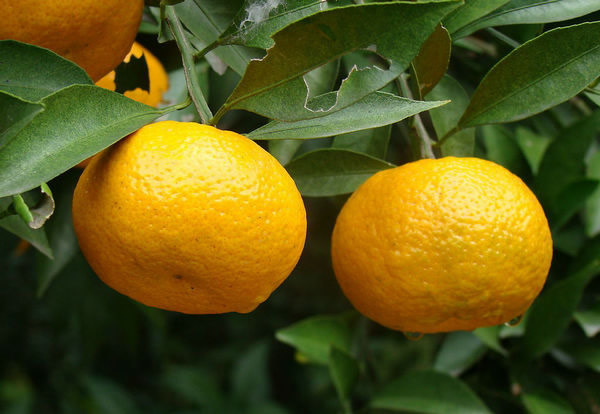 十大美肤水果成效：媲美护肤品的十大水果盘点