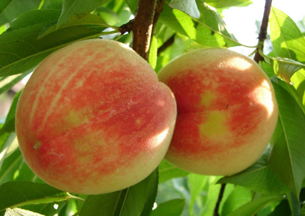 十大美肤水果成效：媲美护肤品的十大水果盘点