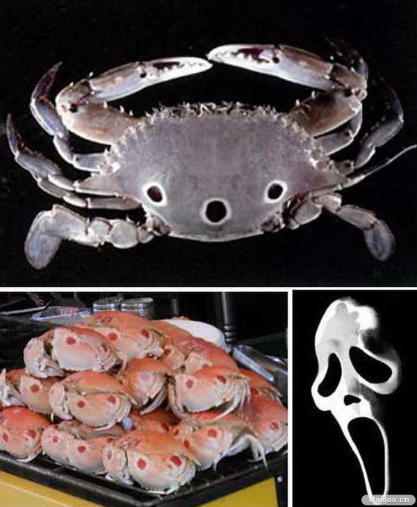椰子蟹是螃蟹吗：盘点最奇特的7中螃蟹（图）