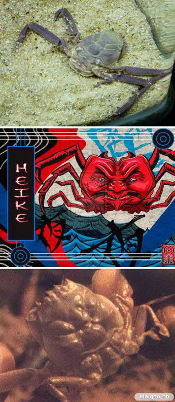 椰子蟹是螃蟹吗：盘点最奇特的7中螃蟹（图）