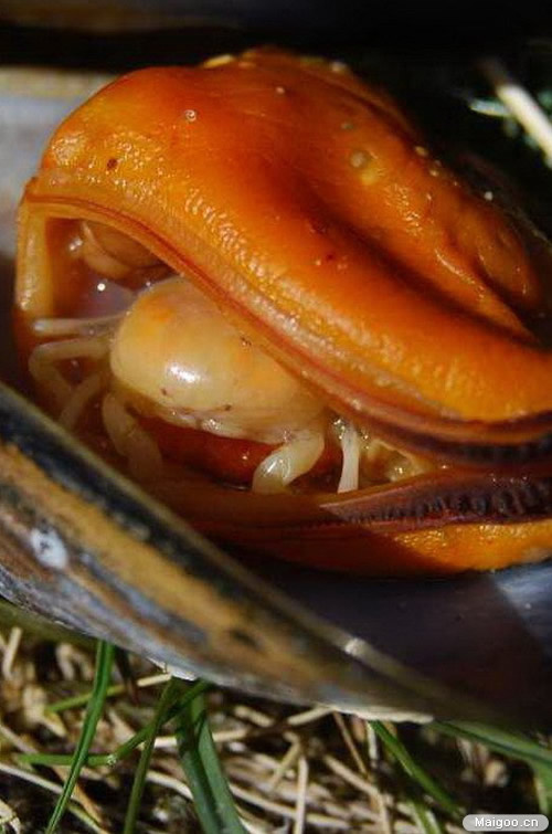 椰子蟹是螃蟹吗：盘点最奇特的7中螃蟹（图）