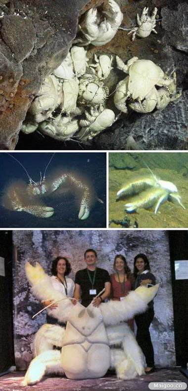 椰子蟹是螃蟹吗：盘点最奇特的7中螃蟹（图）