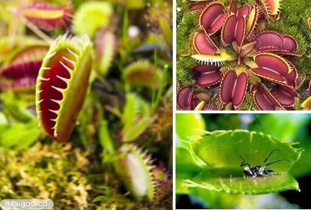 生命力最顽强的植物：世上10大最奇特植物（图文）