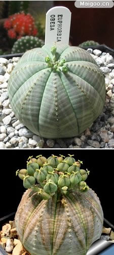 生命力最顽强的植物：世上10大最奇特植物（图文）